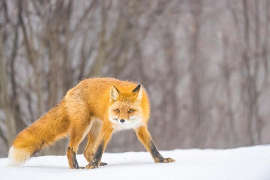 Anchorage: Winter Wonderland Photo Tour - Turnagain Arm and the Cook Inlet coast