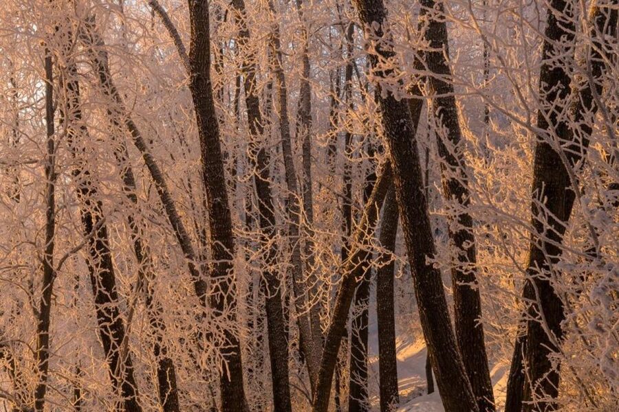 Anchorage: Winter Wonderland Photo Tour - A small van, a small group, and practical comfort