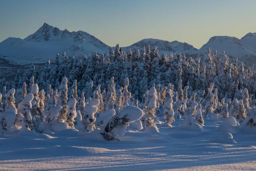 Anchorage: Winter Wonderland Photo Tour - From frosty woods to frozen water