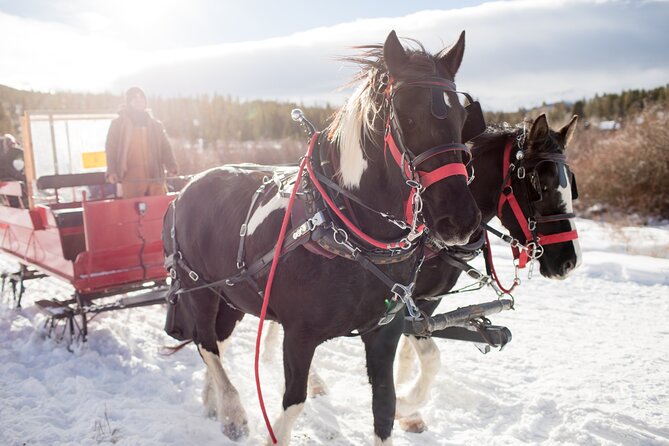 Christmas Horse-Drawn Sleigh/Carriage Ride from Salzburg - Key points to know before you book