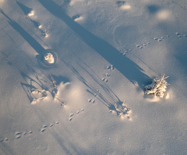 From Rovaniemi: Winter Wonderland Hike with a Hot Drink - A Trail That Feels Almost Lunar