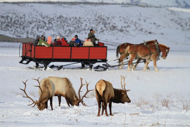 Grand Teton and National Elk Refuge Winter Wonderland Full Day Adventure - Key points to know before booking