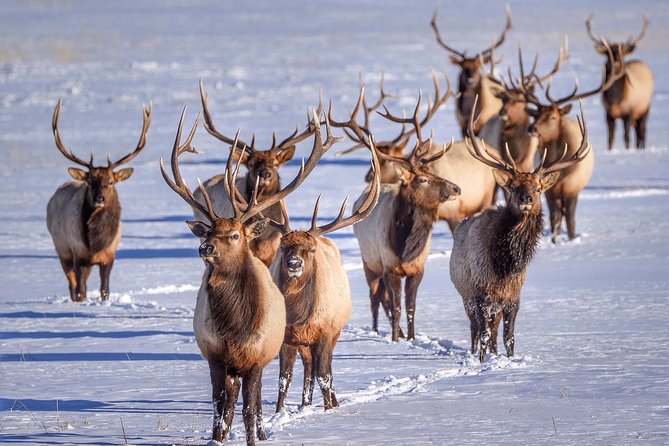 Grand Teton and National Elk Refuge Winter Wonderland Full Day Adventure - Lunch in Jackson, with mountain views when conditions allow