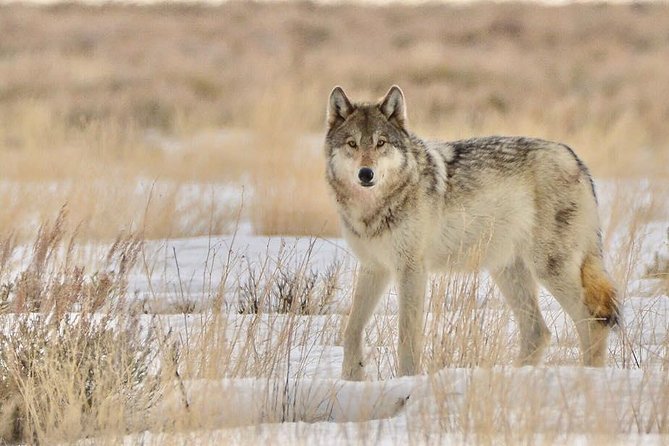 Grand Teton and National Elk Refuge Winter Wonderland Full Day Adventure - What is included, and what will cost extra