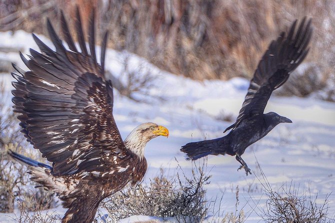 Grand Teton and National Elk Refuge Winter Wonderland Full Day Adventure - The cold, the timing, and the wildlife gamble