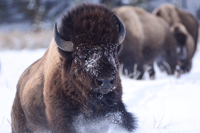 Grand Teton and National Elk Refuge Winter Wonderland Full Day Adventure - Should you book the Grand Teton Winter Wonderland adventure?