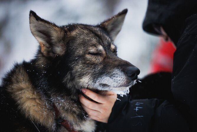 Husky and Reindeer Experience - Food, timing, and what to carry