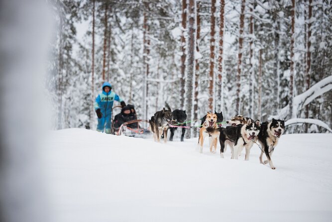 Husky and Reindeer Experience - Who will enjoy this tour most