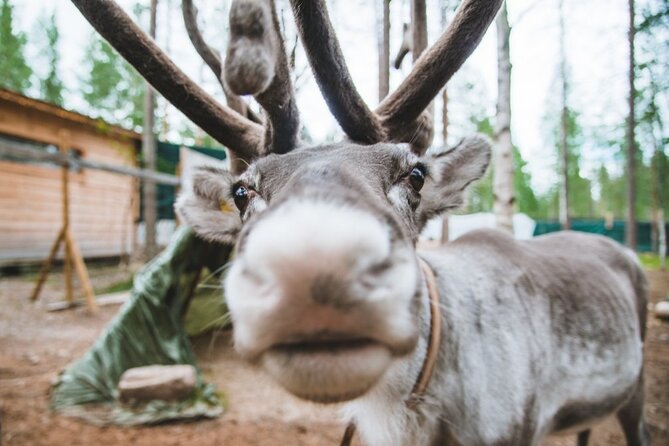 Meet Santa Claus & Santa's Reindeer Ride & Greet Huskies - Why the guide can make or break the morning