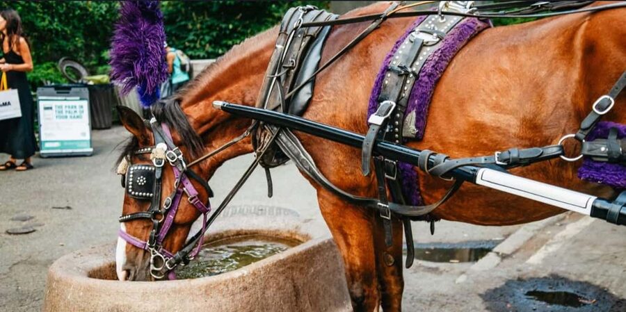 NYC: Private Christmas Lights Horse Carriage Ride - Starting at 59th Street and Seventh Avenue