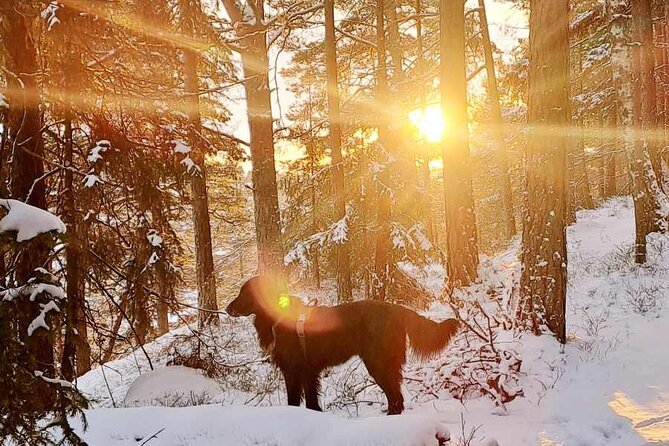 Oslo: Winter wonderland forest hike & campfire with a dog - Ingieråsen viewpoint, with Oslo and the fjord below