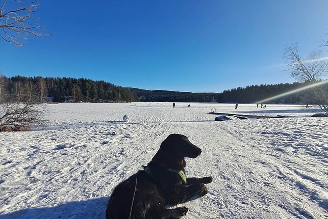 Oslo: Winter wonderland forest hike & campfire with a dog - Who will enjoy this best