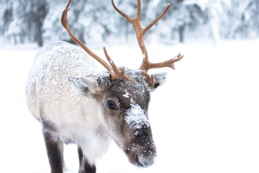 Oulu: Reindeers & Christmas Trees - Three reindeer and a much smaller setting