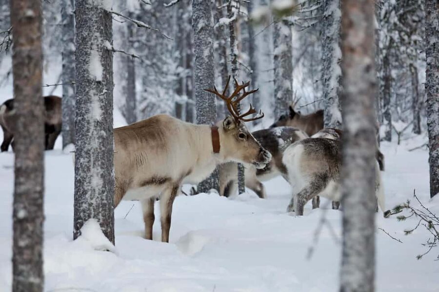 Oulu: Reindeers & Christmas Trees - Changing into thermal clothing before going outside