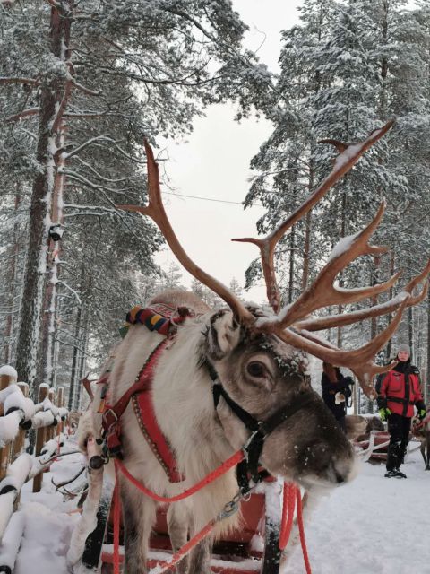 Rovaniemi: Meet Santa Claus, Reindeer Sleigh Ride & Huskies - The 500-meter husky ride through Arctic forest