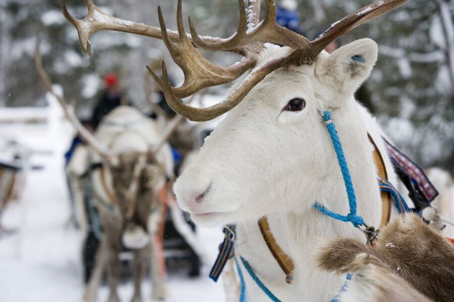 Rovaniemi: Meet Santa Claus, Reindeer Sleigh Ride & Huskies - What your guide adds to the day