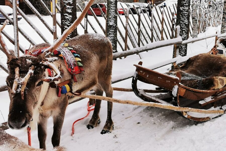 Rovaniemi: Meet Santa Claus, Reindeer Sleigh Ride & Huskies - Is $258 a fair price?
