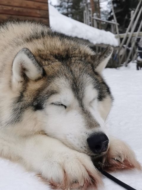 Rovaniemi: Meet Santa Claus, Reindeer Sleigh Ride & Huskies - Transport, clothing, and timing