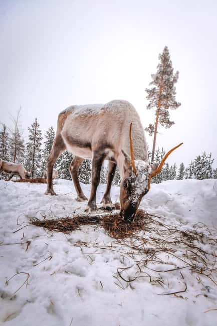 Rovaniemi: Private Santa Claus Village Tour & Sleigh Ride - Key points at a glance