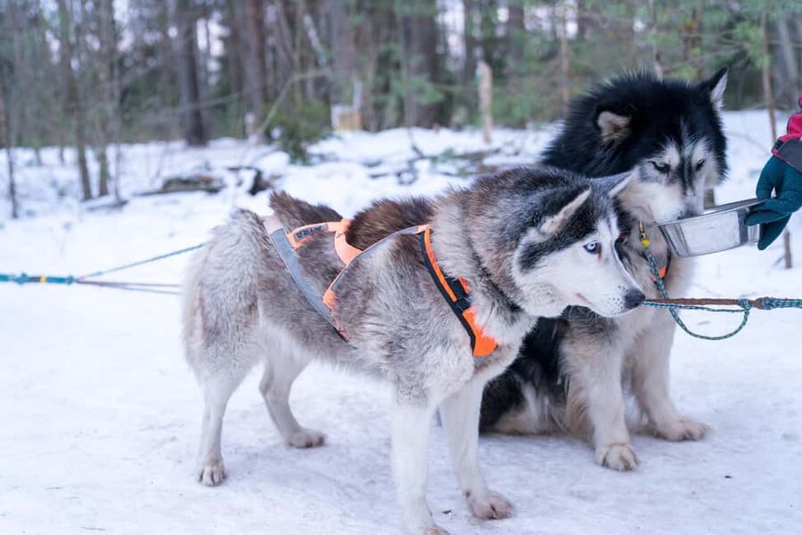 Rovaniemi: Private Santa Claus Village Tour & Sleigh Ride - The Mercedes-Benz V-Class pickup