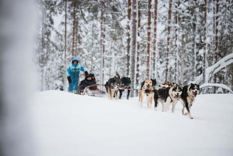 Rovaniemi: Reindeer, Huskies & Santa Claus Village - The guides make a real difference