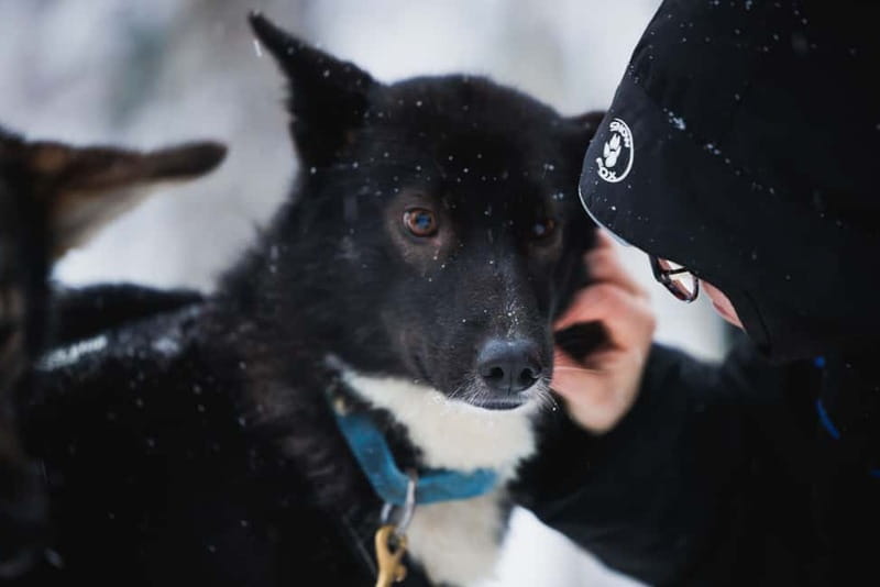 Rovaniemi: Reindeer, Huskies & Santa Claus Village - Who will enjoy this tour most