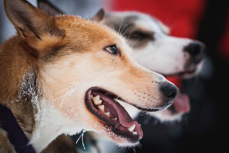 Rovaniemi: Reindeer, Huskies & Santa Claus Village - Is $221 good value?