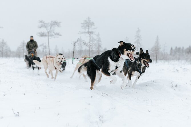 Rovaniemi Santa Claus Village Husky and Reindeer Tour VIP VAN - A decorated van makes the long day easier