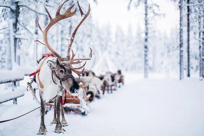 Rovaniemi Santa Claus Village Husky Reindeer Farm Arctic Museum - Who should book this Rovaniemi tour?