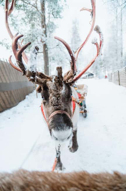 Rovaniemi: Santa Claus Village, Husky & Reindeer Tour - Meeting the huskies at the farm