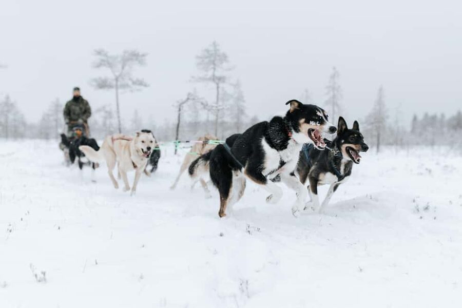 Rovaniemi: Santa Claus Village, Husky & Reindeer Tour - Is the $281 price good value?