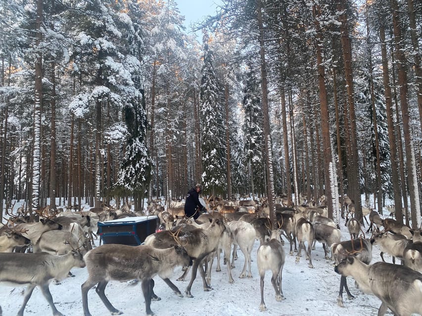 Rovaniemi: Santa Claus Village Tour Huskies & Reindeer ride - A compact itinerary with little wasted time