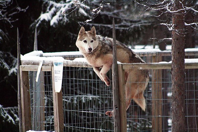 Santa Claus Village Guided Tour & Arctic Animals Adventure - Meeting the huskies at Arctic Circle Husky Park