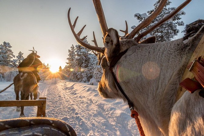 Santa Claus Village Guided Tour & Arctic Animals Adventure - Timing, transfers, and group size