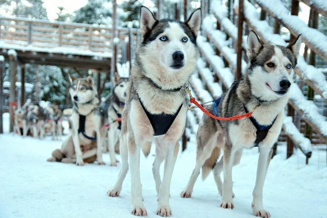 Santa Claus Village Guided Tour & Arctic Animals Adventure - Who should book this tour