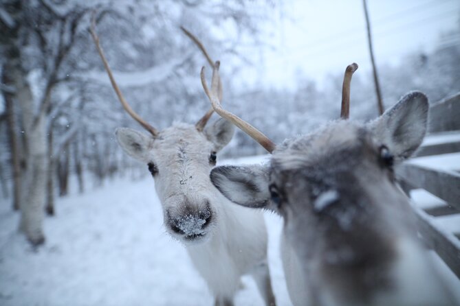 Santa Claus Village, Husky and Reindeers Combo Safari - Reindeer sleigh ride: pleasant, traditional, and brief