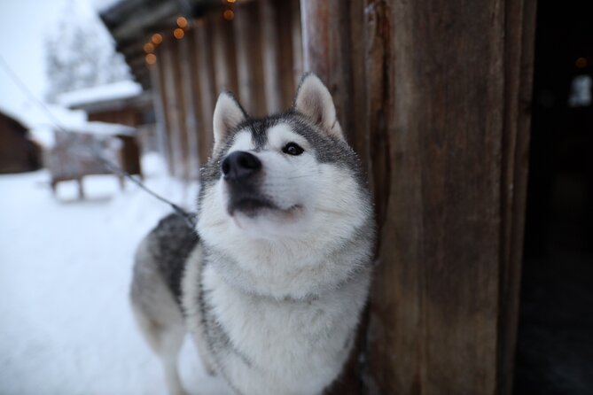 Santa Claus Village, Husky and Reindeers Combo Safari - Price and value at $252.32 per person
