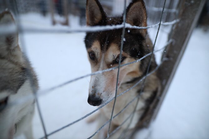 Santa Claus Village, Husky and Reindeers Combo Safari - Timing, clothing, and pickup advice