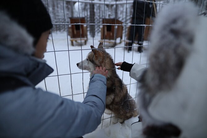 Santa Claus Village, Husky and Reindeers Combo Safari - Husky park: the most exciting part, when available