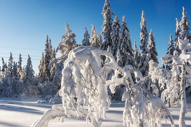 Snowshoe Tour in Winter Wonderland - Oslo - From Backstube to the Frognerseteren hills