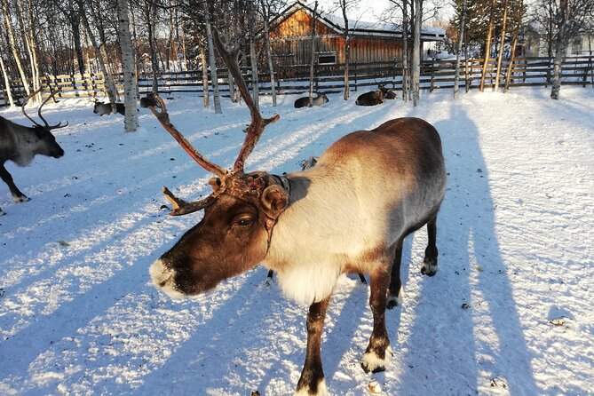 Stockholm Christmas Tour and Food Tasting Experience - Kungsträdgården, gingerbread, and mulled wine
