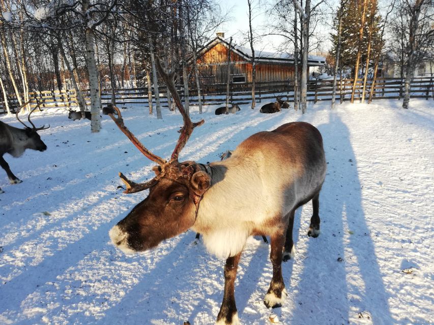 Stockholm: Christmas Traditions & Food Small Group Tour - Swedish Christmas stories, from tomten to St. Lucia